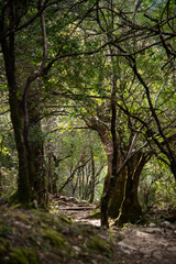 Obraz premium Camino en el bosque