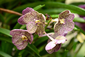 Beautiful Purple yellow Vanda orchid flower blossom in Thailand