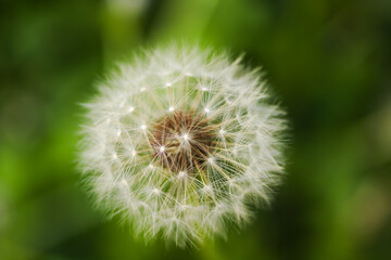 タンポポの綿毛