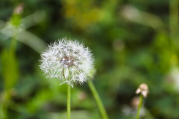 Fototapeta premium タンポポの綿毛