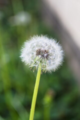 タンポポの綿毛