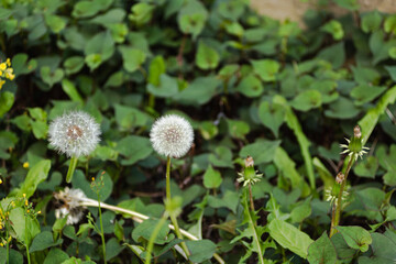 タンポポの綿毛