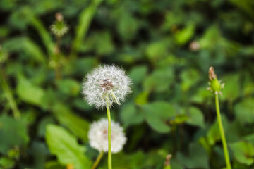 タンポポの綿毛
