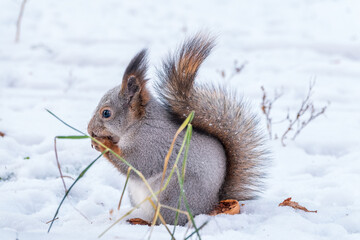 The squirrel in winter sits on white snow.