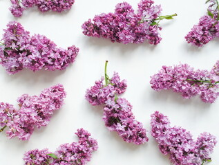 Brunch of  lilac  on a white background. Postcard, copy, background, top view. Festive, romantic concept, 
