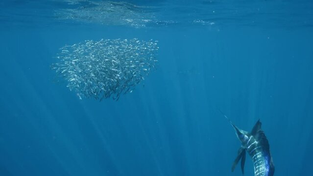 Fish, Ocean, Swimming, Sailfish