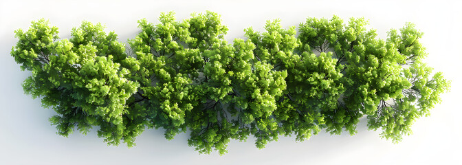 Obraz premium A top-down view of a tree isolated on a white background, 3D illustration. Can be used for nature-related designs and projects.