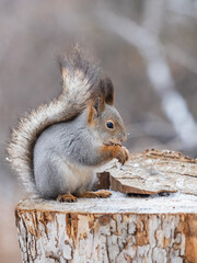 A squirrel sits on a stump and eats nuts in autumn.