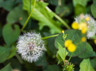 タンポポの綿毛