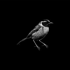 Yellowthroat hand drawing vector isolated on black background.