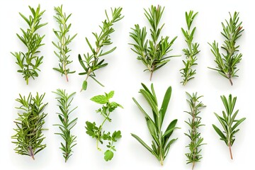 Fototapeta premium Fresh rosemary on white background