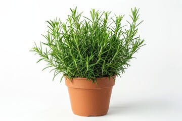 Green rosemary bush in pot isolated on white background