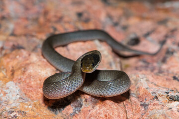 A beautiful red-lipped herald snake (Crotaphopeltis hotamboeia), also called a herald snake,...