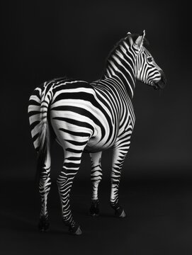 aesthetic black and white photo of a wild zebra