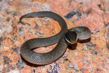 A beautiful red-lipped herald snake (Crotaphopeltis hotamboeia), also called a herald snake, displaying its signature defensiveness 