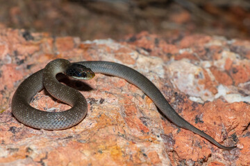 A beautiful red-lipped herald snake (Crotaphopeltis hotamboeia), also called a herald snake, displaying its signature defensiveness 