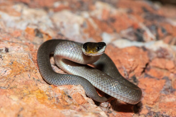 A beautiful red-lipped herald snake (Crotaphopeltis hotamboeia), also called a herald snake,...