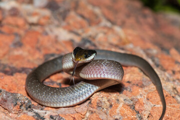 A beautiful red-lipped herald snake (Crotaphopeltis hotamboeia), also called a herald snake, displaying its signature defensiveness 