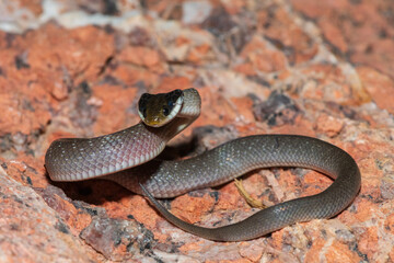 A beautiful red-lipped herald snake (Crotaphopeltis hotamboeia), also called a herald snake,...