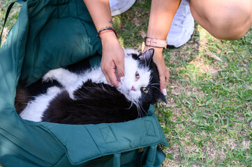 Person soothing a black and white cat inside a green carrier on the grass