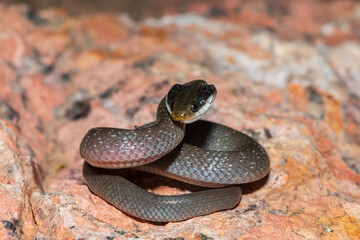 A beautiful red-lipped herald snake (Crotaphopeltis hotamboeia), also called a herald snake,...