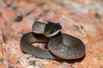 A beautiful red-lipped herald snake (Crotaphopeltis hotamboeia), also called a herald snake, displaying its signature defensiveness 