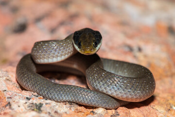 A beautiful red-lipped herald snake (Crotaphopeltis hotamboeia), also called a herald snake,...