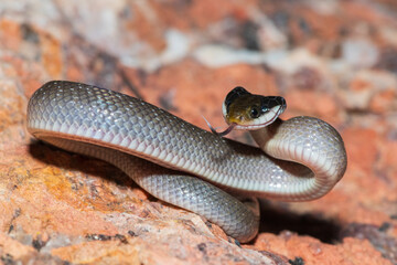 A beautiful red-lipped herald snake (Crotaphopeltis hotamboeia), also called a herald snake,...