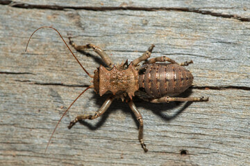 A beautiful horn corncricket (Enyaliopsis sp) in the wild in central Zambia