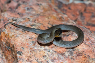 A beautiful red-lipped herald snake (Crotaphopeltis hotamboeia), also called a herald snake, displaying its signature defensiveness 