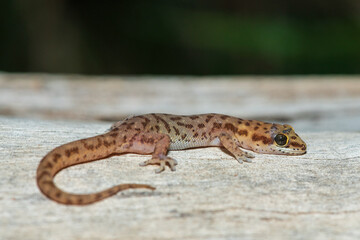 A beautiful pointed thick-toed gecko (Pachydactylus punctatus) on a fallen tree in the wild in...