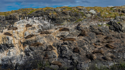 Many sea lions are resting on the slope of a rocky islet in the Beagle Channel. Cormorants are sitting on cliffs. Clouds in the blue sky. Isla de los lobos. Argentina. Tierra del Fuego Archipelago.