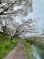 It's cherry blossom season