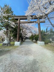 The cherry blossoms are in full bloom