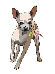 Chihuahua holding flower