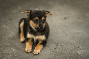 sweet black puppy resting on the ground