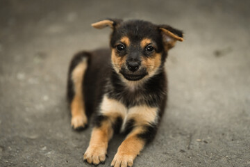 an adorable puppy resting on the ground