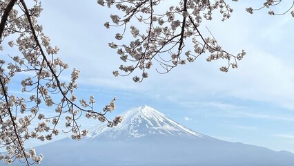 The cherry trees are blossoming