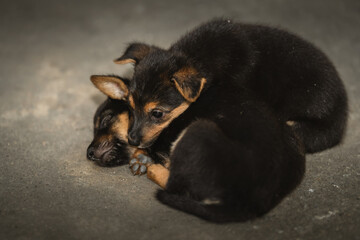two cute little puppies snuggling together on the ground