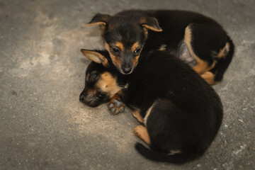 two little pups cuddling together on the ground