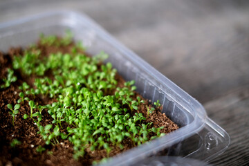 Mother and daughter plant seedlings of vegetables into pots together at home. Spring season of gardening