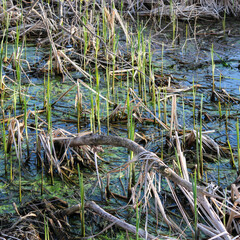 Spring Growth in the Marsh by the Lake