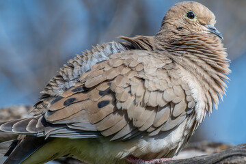Close-up of mourning dove perched on branch