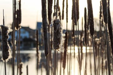 Springtime by the River Channel