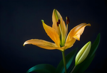 Fototapeta na wymiar A single yellow lily flower on a black background