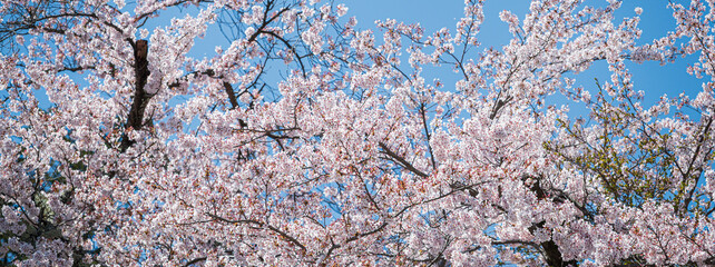 Beautiful sakura flower (cherry blossom) in spring. sakura tree flower on blue sky.	