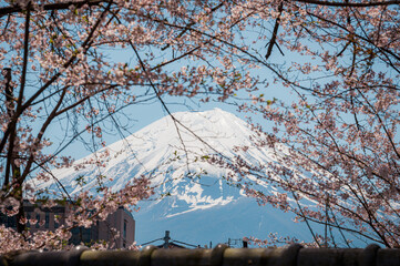 Landscape Mount Fuji in spring season with cherry tree in full bloom,at Lake kawaguchiko in japan.