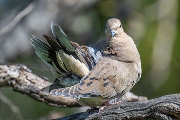 Close-up of mourning dove perched on branch