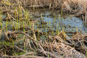 Spring Growth in the Marsh by the Lake