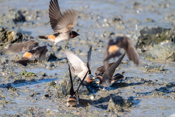 Cliff swallow collecting mud
